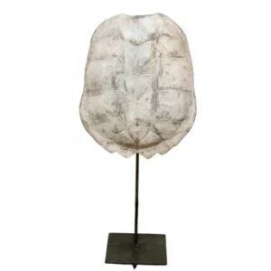 tortue