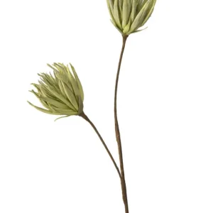 Fleur Chrysanthème